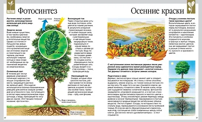 Мир леса - фото 4