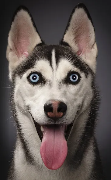 Хаски (А5) - фото 1