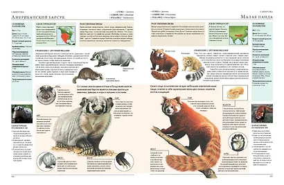 Животные мира. Моя большая энциклопедия - фото 7