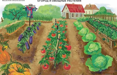 Сюжетные и предметные картинки для составления описательных рассказов Мир растений и грибов. Дидактический наглядно-демонстрационный материал - фото 2
