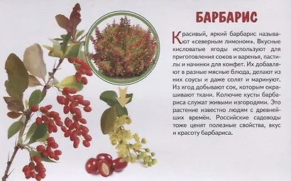 Обучающие карточки "Садовые ягоды" - фото 3