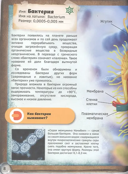 Мир под микроскопом. 4D книга - фото 4