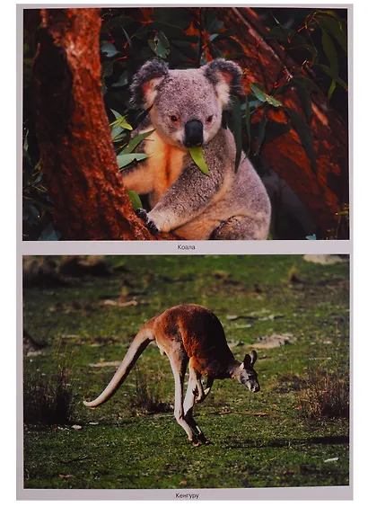 ФГОС Мир в картинках. Животные жарких стран. - фото 5