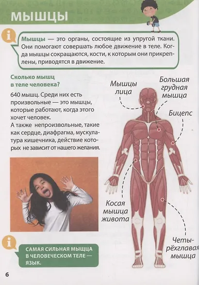 ЭНЦИКЛОПЕДИЯ ДЛЯ МАЛЕНЬКИХ ПОЧЕМУЧЕК. Тело человека - фото 6