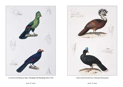 Царство животных. Позвоночные. Птицы - фото 5