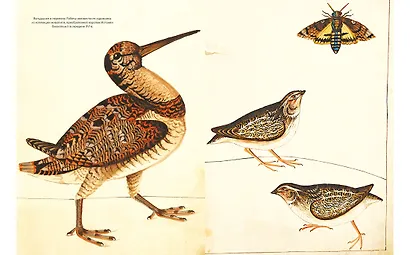 Иллюстрированная история орнитологии - фото 5