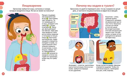 Как устроено тело человека - фото 12