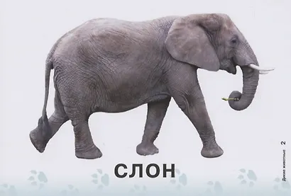 Карточки для умного развития. Дикие животные (32 карточки) - фото 2