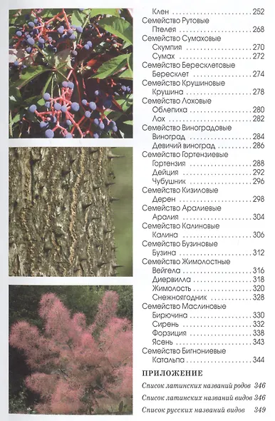 Деревья и кустарники парков средней полосы России. Атлас-определитель - фото 4