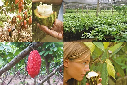 Шоколандия. Секреты шоколада и лучшие рецепты для домашней кухни - фото 6