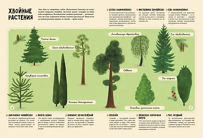 Растения. Энциклопедия для юных читателей в картинках - фото 4