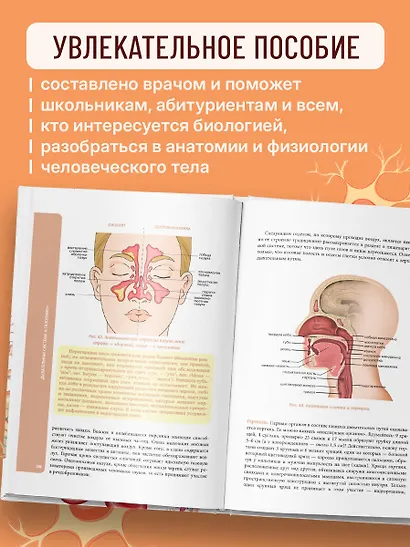 Анатомия для школьников. Пособие для учеников химико-биологических классов и абитуриентов естественно-научных направлений - фото 5
