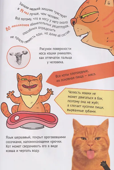 Кошки. Большие секреты маленьких хищников. Энциклопедия для детей - фото 4