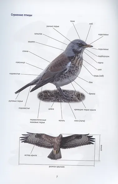 Птицы Европейской части России: фотоопределитель - фото 4
