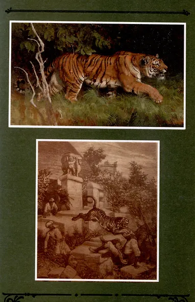 Шкура тигра - фото 5