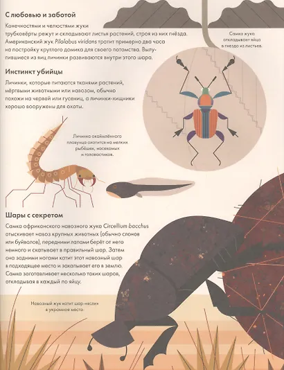 Без ума от жуков - фото 6