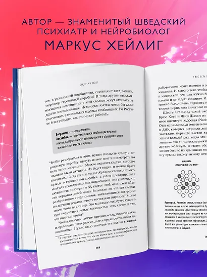 Он, она и мозг: взгляд нейробиолога на наши сходства и различия - фото 6