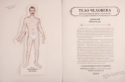 Тело человека. Интерактивная книга-панорама - фото 4