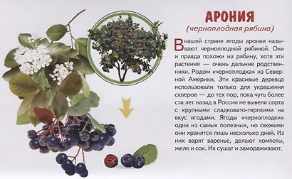 Обучающие карточки "Садовые ягоды" - фото 2