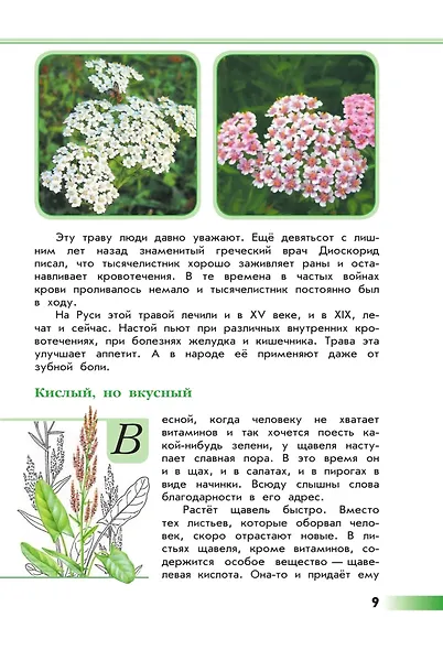Зеленые страницы. Книга для учащихся начальных классов - фото 6