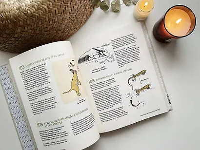 Может ли лошадь решать уравнения? И ещё 320 вопросов о животных - фото 10