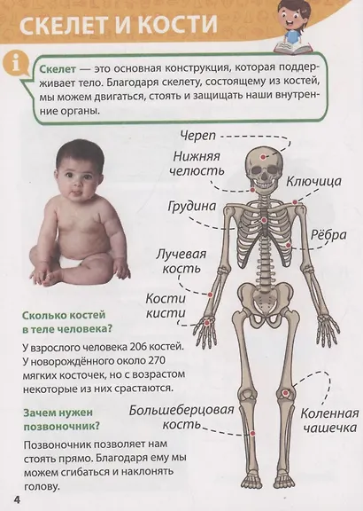 ЭНЦИКЛОПЕДИЯ ДЛЯ МАЛЕНЬКИХ ПОЧЕМУЧЕК. Тело человека - фото 4