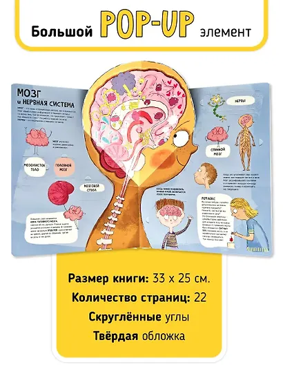 Мои первые открытия «Тело человека» - фото 5