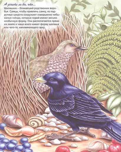 Эти разные птицы - фото 3