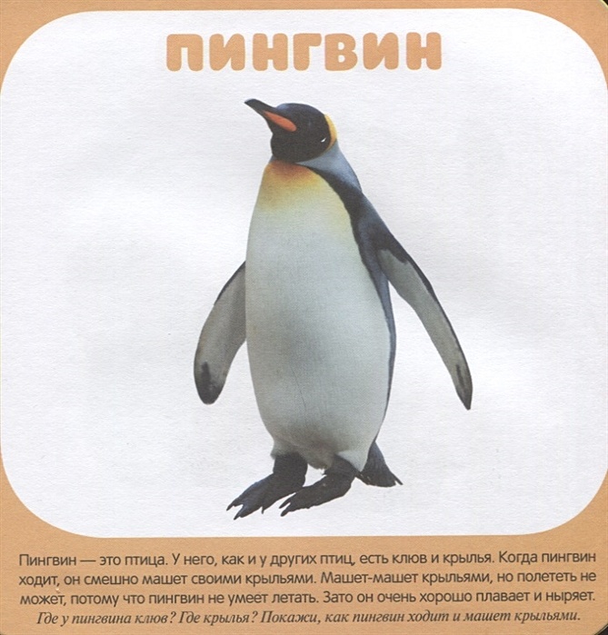 Как говорят пингвины. Пингвин адели. Скажи пингвин. Как говорят пингвины. Как говорят пингвины.