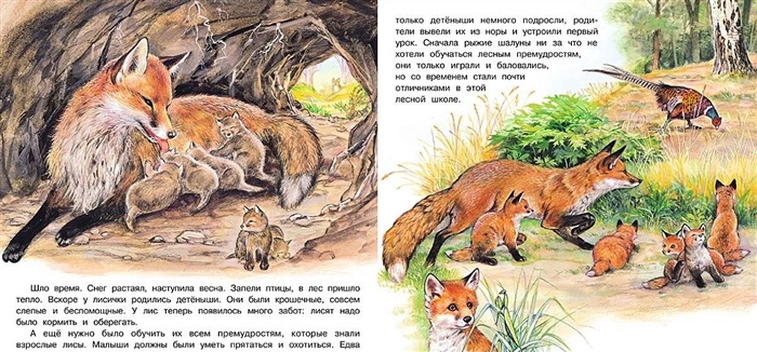 Картина лиса с лисятами для детского сада по развитию речи