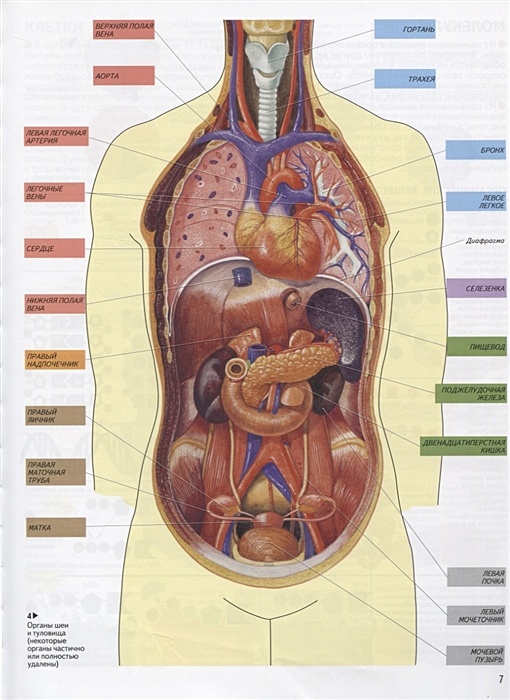 Атлас организма человека в цветных картинках