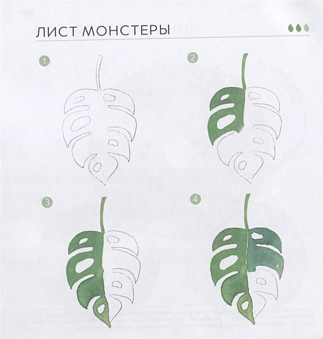 Лист монстеры рисунок акварелью поэтапно