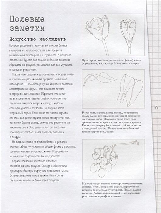 Ботаническая иллюстрация пошаговое руководство от эскиза до готовой композиции