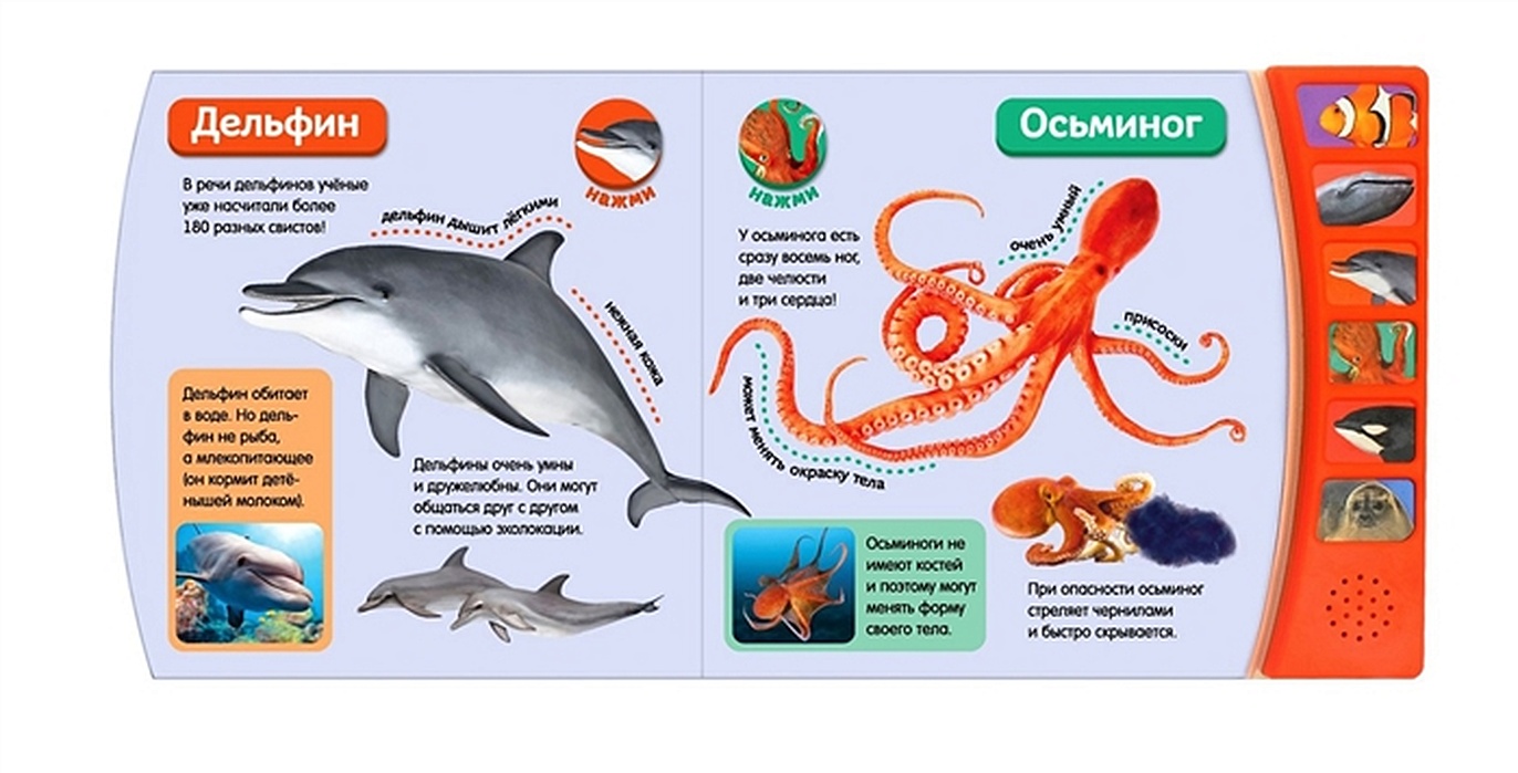 Дельфин осьминог. Эксмо кто живет у моря. Книжка с наклейками "кто живет в Африке". Книжка кто живет на полюсе. Кова э. "кто живет у моря?".