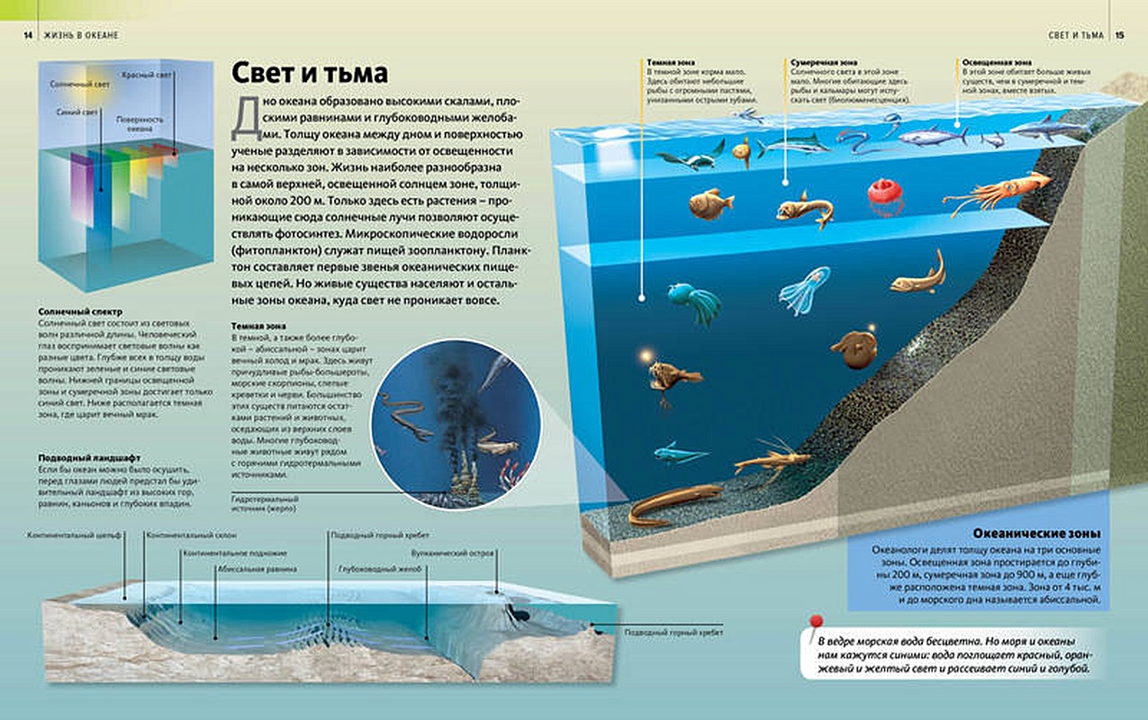 Какая среда в океане. Схема глубинных зон океана. Глубина океана схема. Зоны глубины океана.
