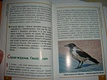Птицы города. Малый атлас - фото 14
