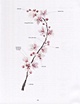Книга Botanical painting. Вдохновляющий курс рисования акварелью ...