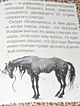 Слепая лошадь: сказка - фото 6