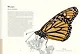 Загадочный мир бабочек - фото 7