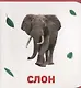 Дикие животные - фото 4