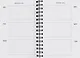 Ежедневник недат. А5 192л "Today"деним, иск.кожа, интегр.переплет, тонир.блок, тисн.фольгой, евроспираль, офсет - фото 6