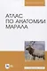 Атлас по анатомии марала - фото 1