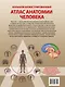 Большой иллюстрированный атлас анатомии человека - фото 2