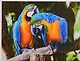 Алмазная мозаика ТМ Рыжий кот (класс.) 40х50см (30цв.) Попугаи в джунглях AC4073 - фото 1