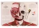 Тело человека. Интерактивная книга-панорама - фото 5