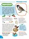 Я познаю мир. Птицы. Познавательная книга для детей 4-8 лет - фото 4