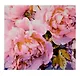 Холст с красками по номерам "Пёстрые пионы " 40х40 см, 30 цветов - фото 1