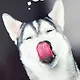 Тетрадь общая «Selfie dog» в ассортименте, 48 листов в клетку, A5 - Listoff - фото 5