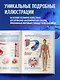 Анатомия человека. Популярный атлас. Самые подробные анатомические изображения - фото 5