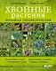 Хвойные растения. Большая энциклопедия - фото 1